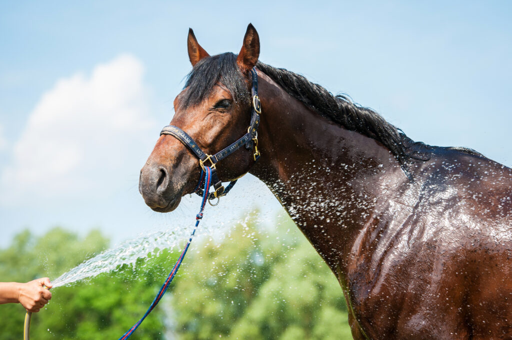 Horse being hosed off to prevent heat stress or heat stroke.