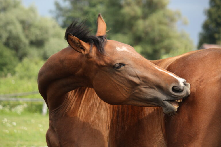 Brown horse scratching itself at the pasture