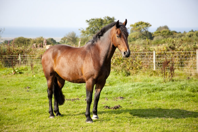 bay horse grazing