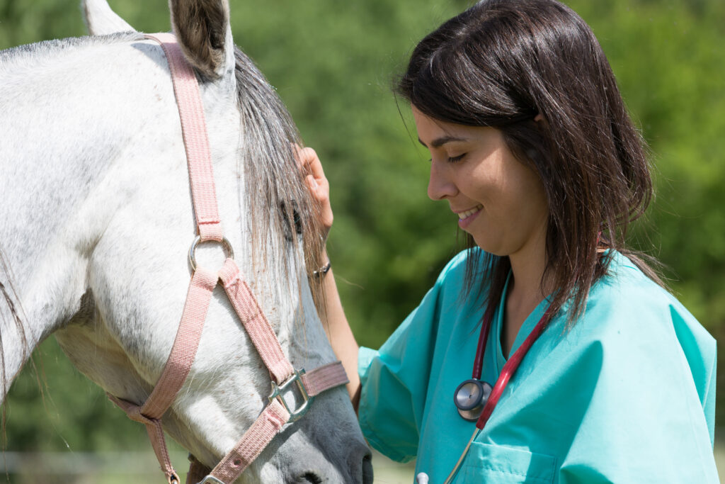 Equine relief veterinarian stroking horse. 