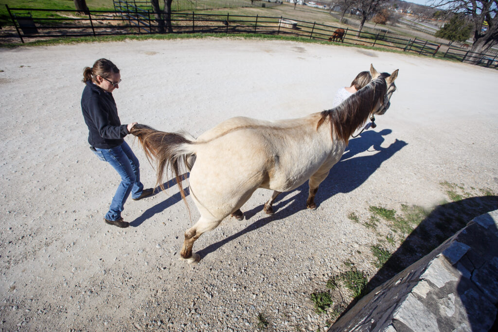 Horse having a neurologic exam. Stem cells and regenerative medicine can help horses with neurologic conditions. 