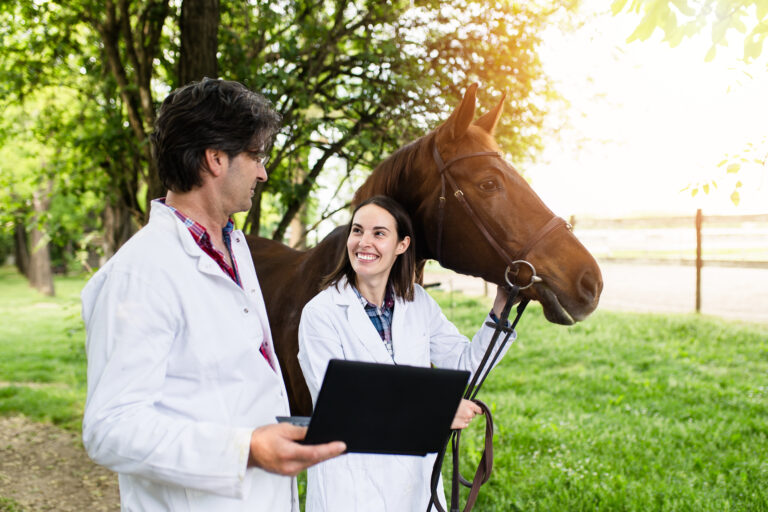 Male and female veterinarians examining horse