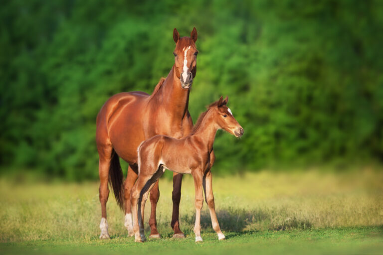 Horse run with baby