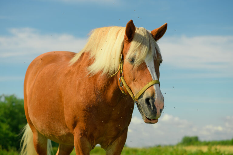 The flock of the flies is flying near the horse in outdoors