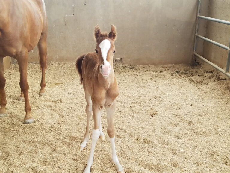 Foal love