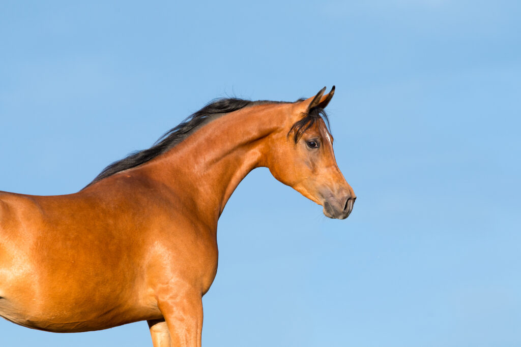 Arabian horse, one of the breeds included for genetic research in this study