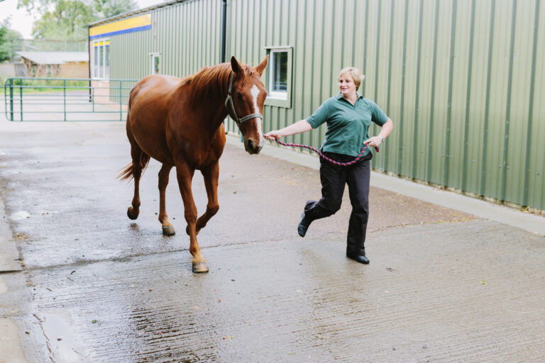 Equine Veterinary Hospital
