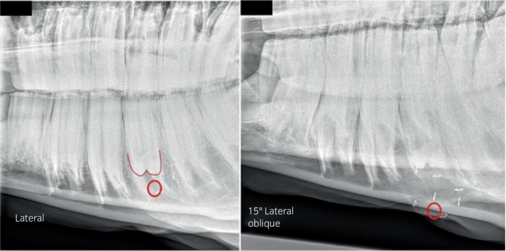 Pre-operative lateral (left) and 15° ventro-dorsal lateral oblique radiographs of the same case showing crosshatch staple placement to facilitate accurate positioning of trephine hole below of the affected 309.