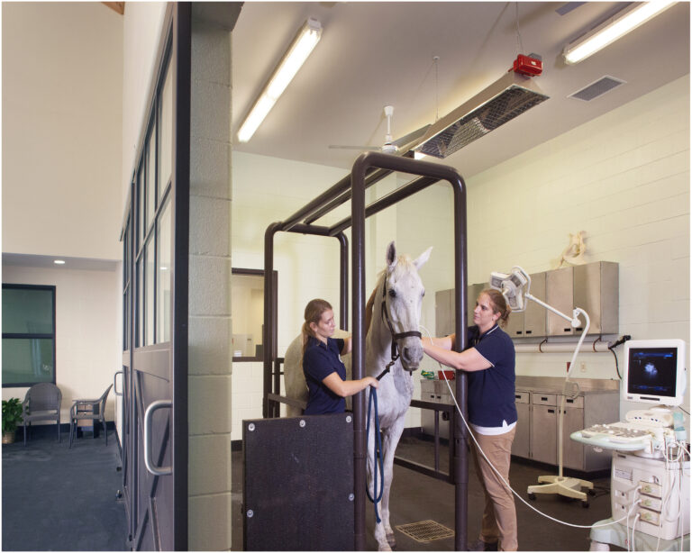 TryonEquineHospital_StandingSurgery