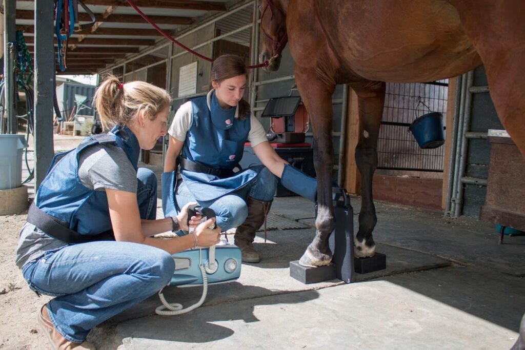 Equine vet and equine vet tech working on a horse.