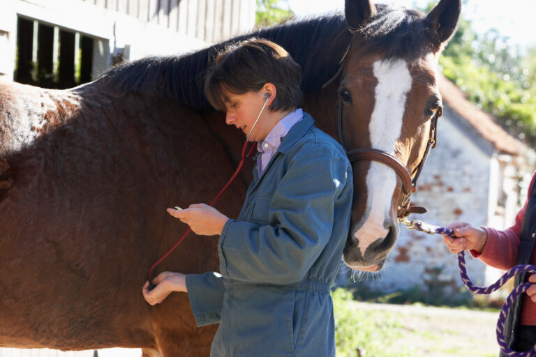 Vet Examining Horse With Stethescope