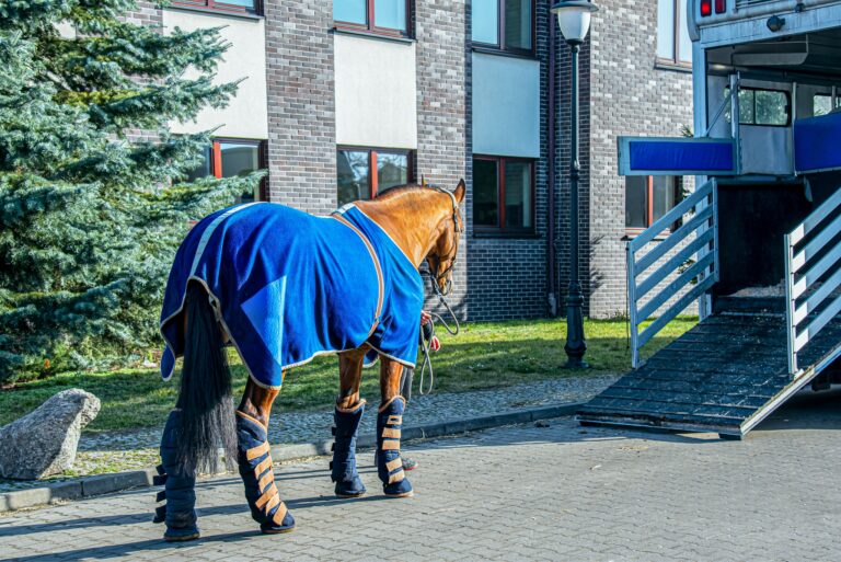 Horse ready to go in van . Car for carrying horses. transportation livestock
