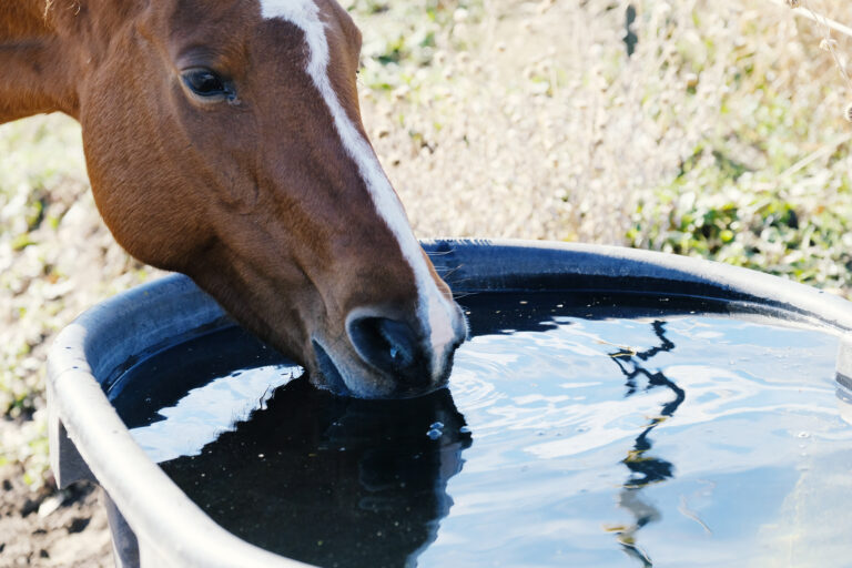 Horse close up drinking water from trough, thirsty animal hydration concept