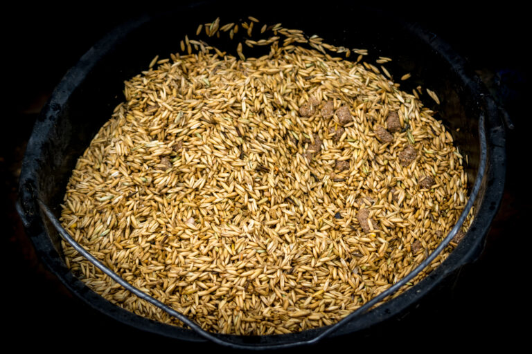 Oats in a bucket for the horse