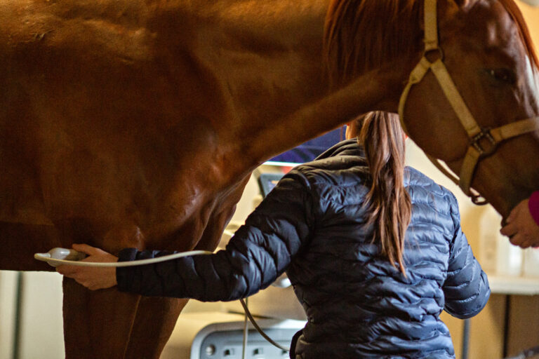 Equine Ultrasound Exam