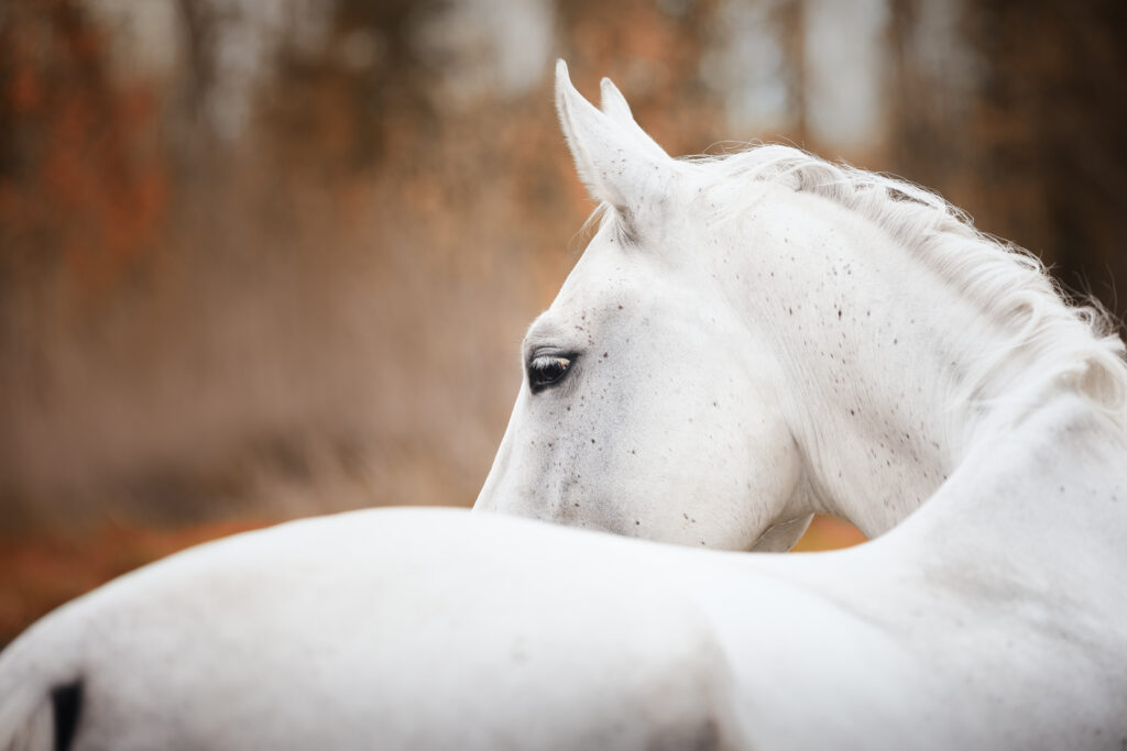 Horse neck and poll, where nuchal bursitis can occur.