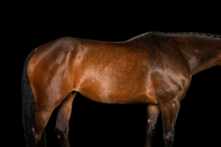Anatomically correct horse body on a black background. A healthy horse