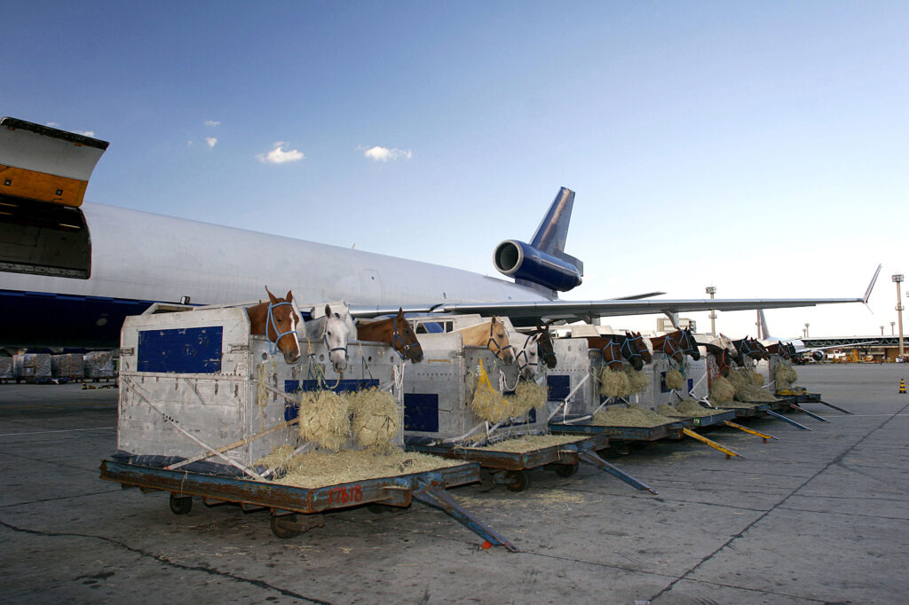 Horses preparing to load on the airplane, importing horses.