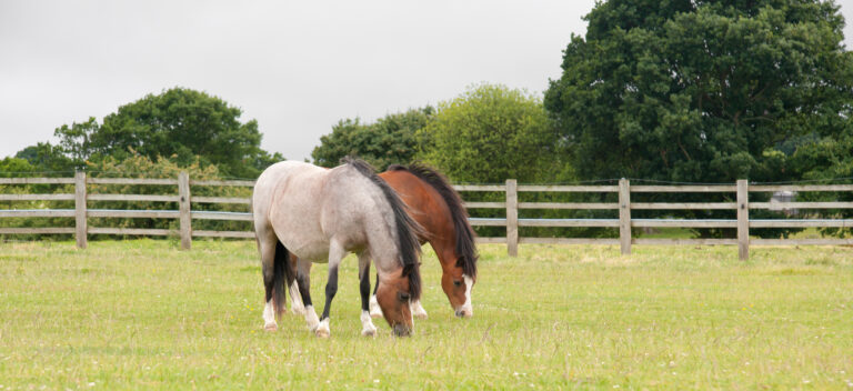 Pretty ponies grazing together