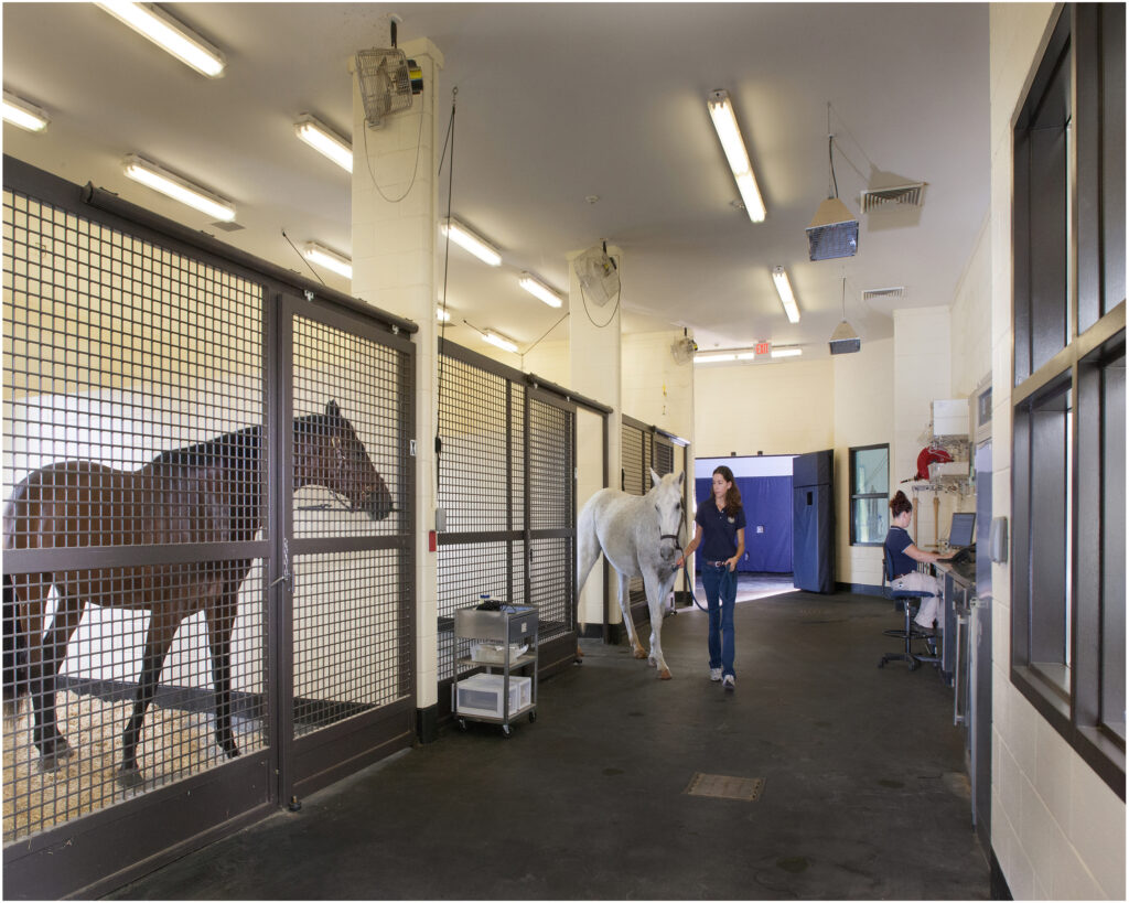 Color theory in equine clinic design for horse stalls