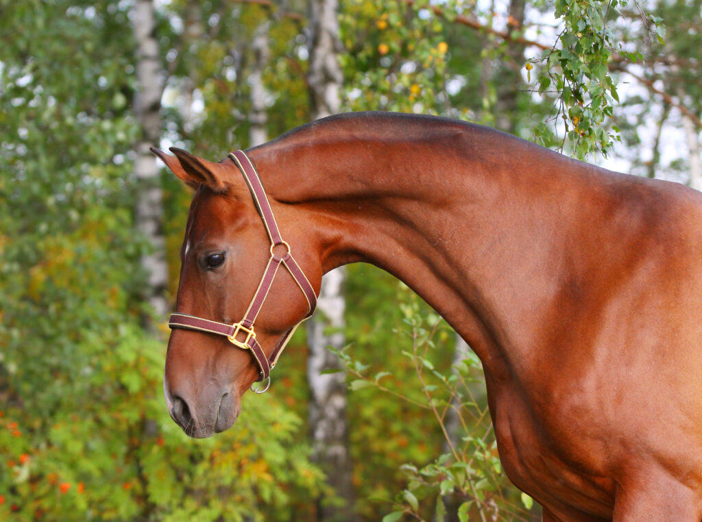 Horse neck, area where lesions may be identified radiographically. 