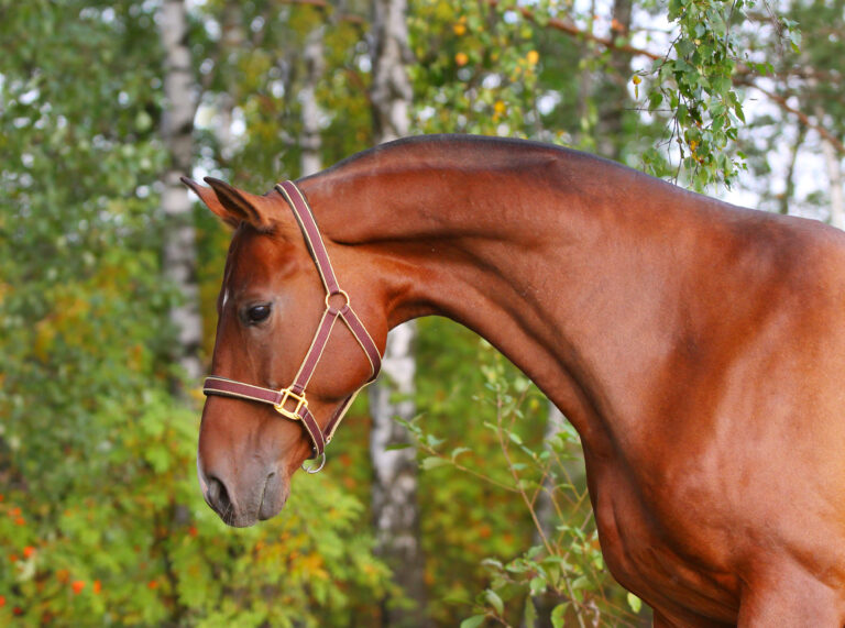 beautiful bay horse