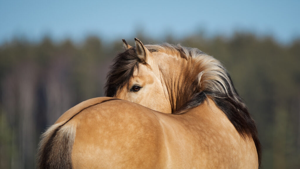 Equine back and lumbosacral region