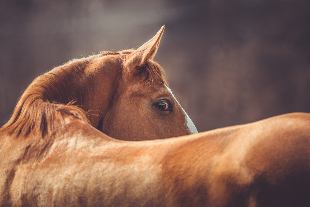 Horse back, where overriding spinous processes occur