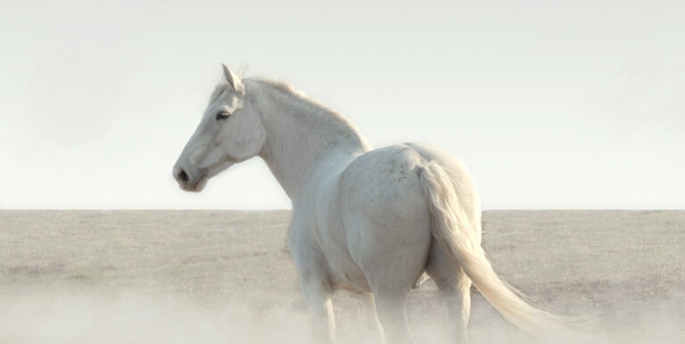 White horse in the fog stands and looks around