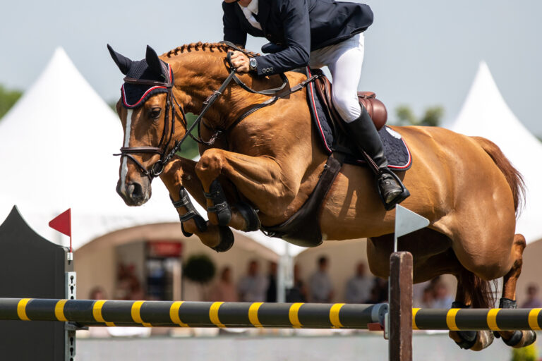 Horse Jumping, Equestrian Sports, Show Jumping themed photo