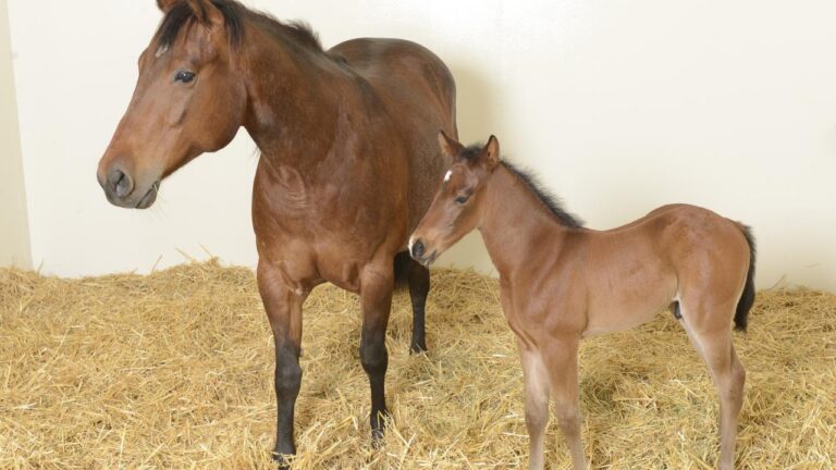 mare_and_foal_0