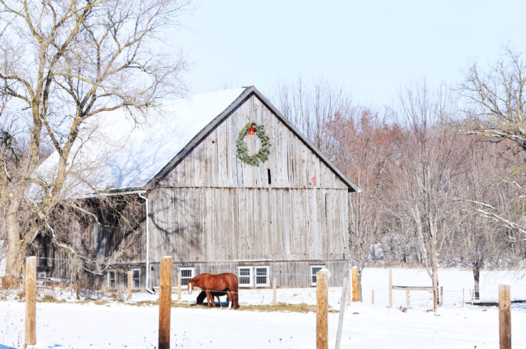 Horse in snow outside wooden barn with wreath on the side