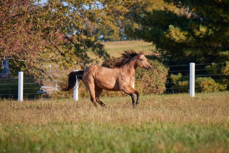 Purina Farm 7