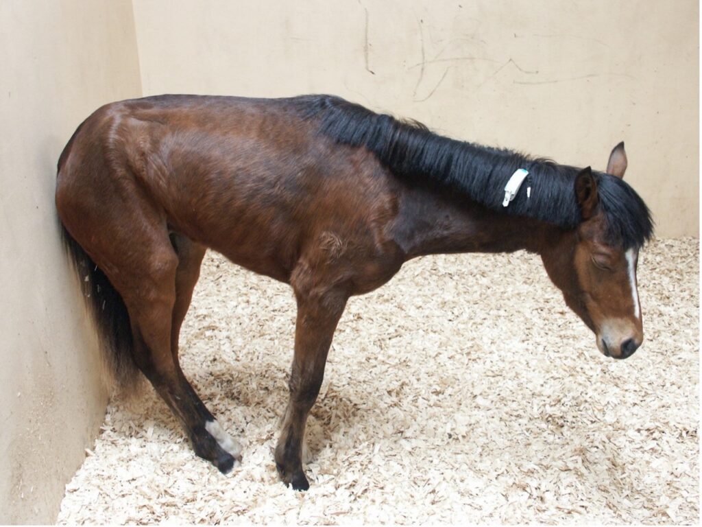 Pony suffering from equine grass sickness