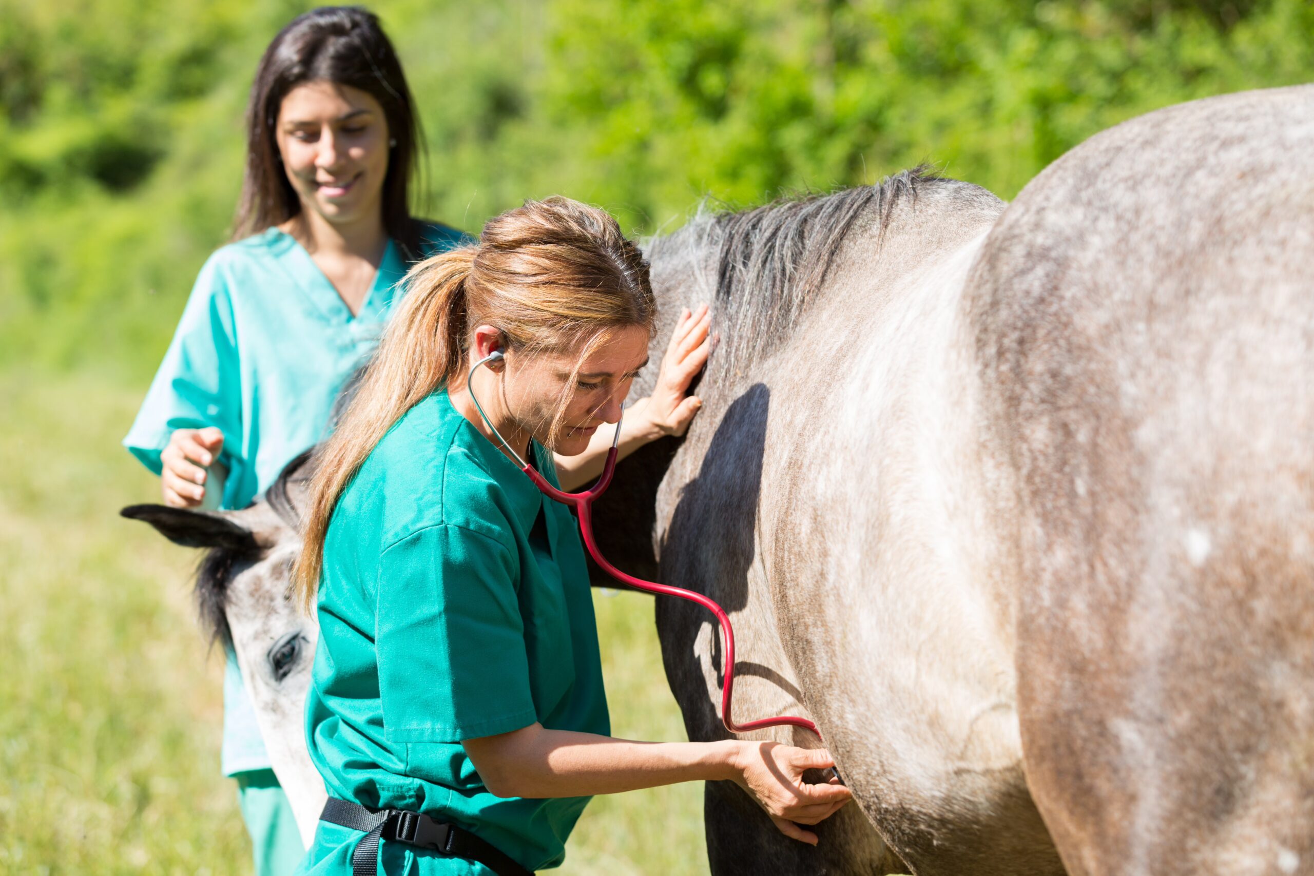 Equine veterinary students examining a horse