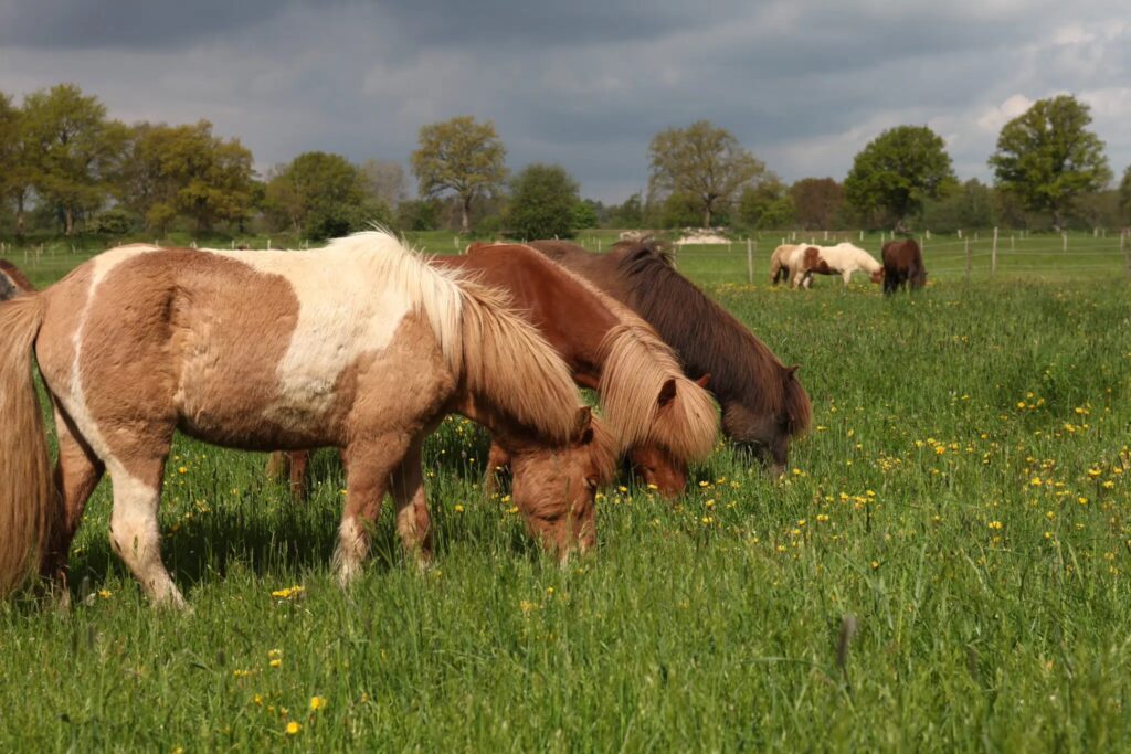 Ponies grazing
