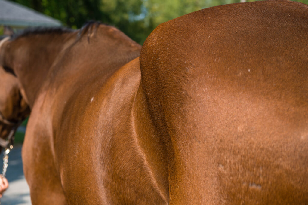 Horse with muscle atrophy, indicating potential muscle disease.