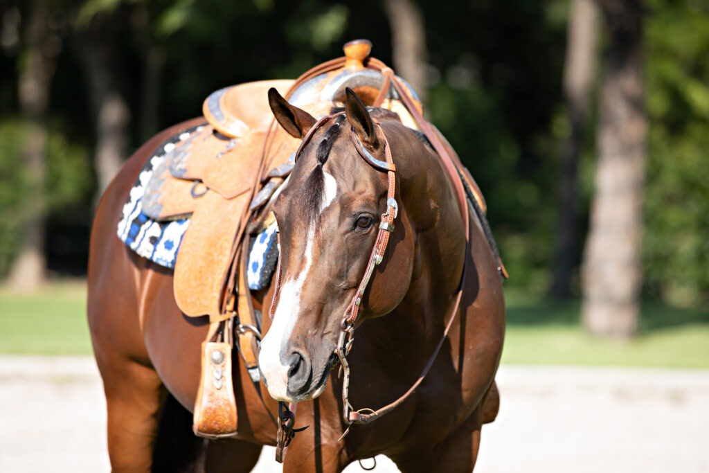 Quarter Horse in Western tack, AQHA horse. 