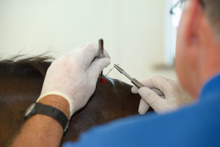 Horse veterinarian stitching a bite wound on the withers of a bay thoroughbred