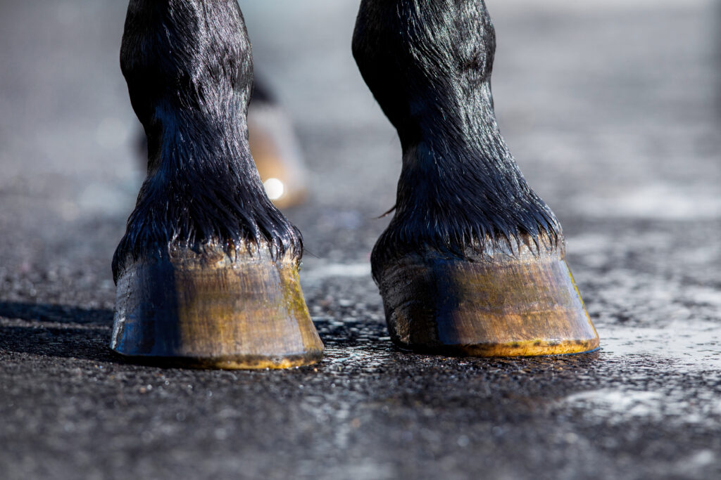 Horse hooves, horse foot, featured image on article about what to do if horse's foot MRI has no abnormalities.
