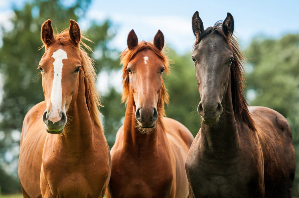 Three horses facing the camera.
