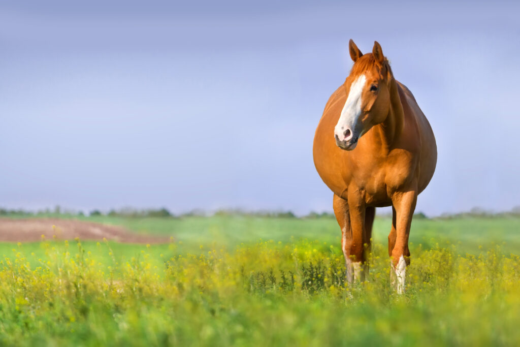 Pregnant mare