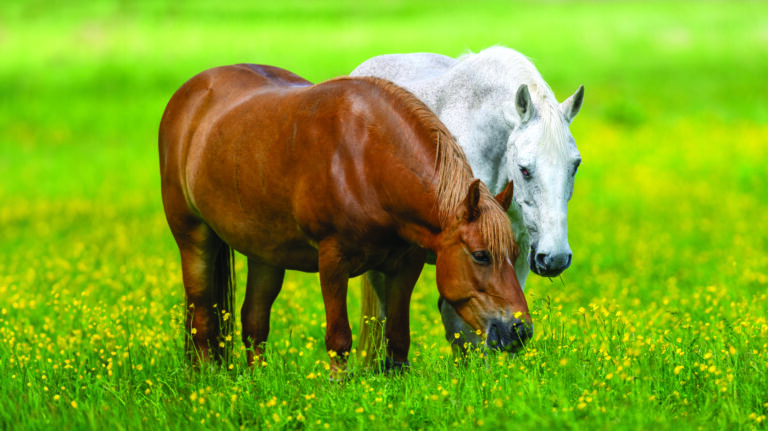 White and brown horse on field of yellow flowers