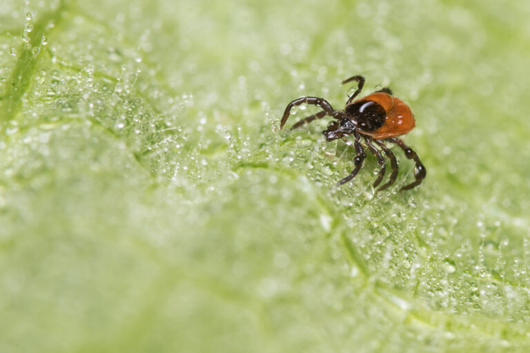 Wet female deer tick crawling in water drops on hairy green leaf