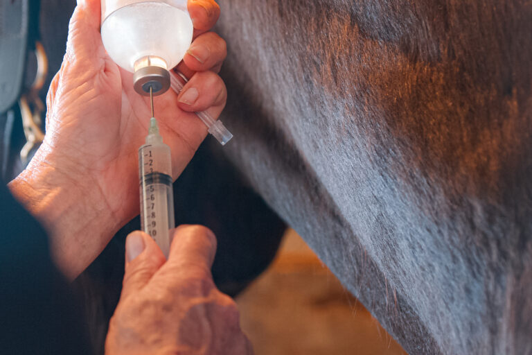 Veterinarian Woman Drawing Fluid from a Vial to Administer Medication to a Rescue Horse using a Syringe at an Animal Hospital