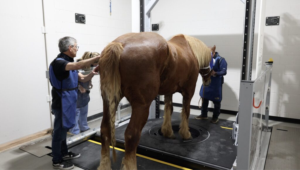 Gelding receiving Asto CT limb scan