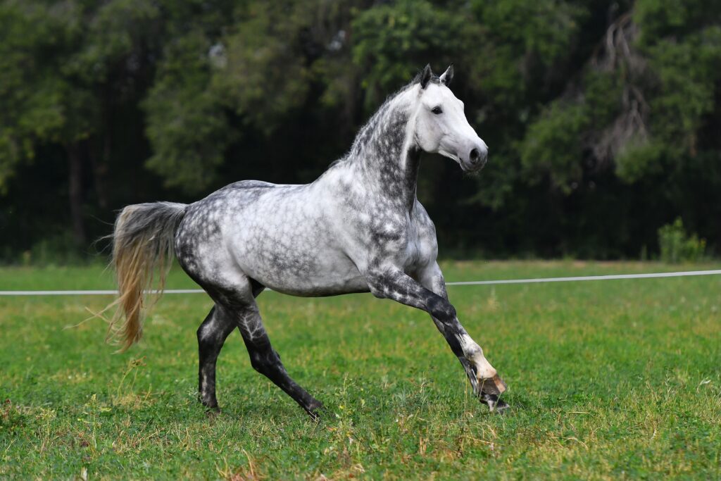 dappy gray horse cantering in field