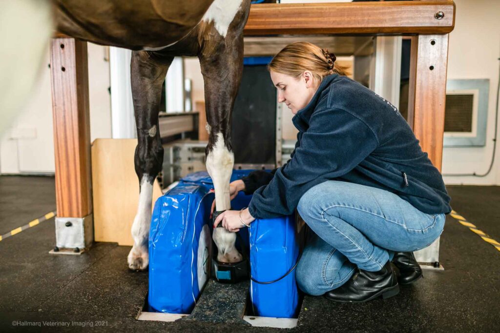 Horse getting hoof/foot MRI