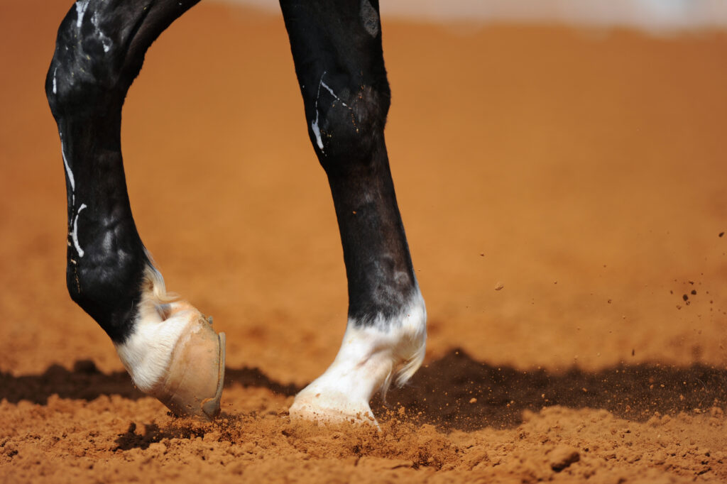 Horse fetlock