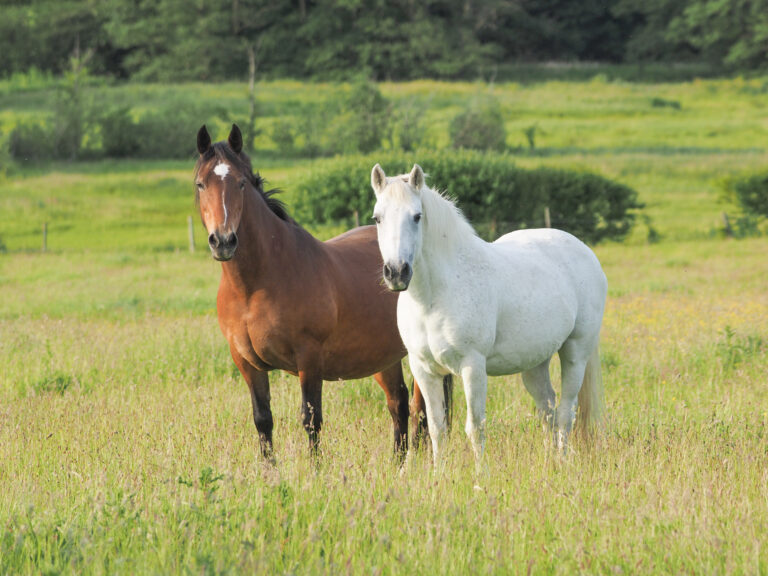 Herd of Ponies
